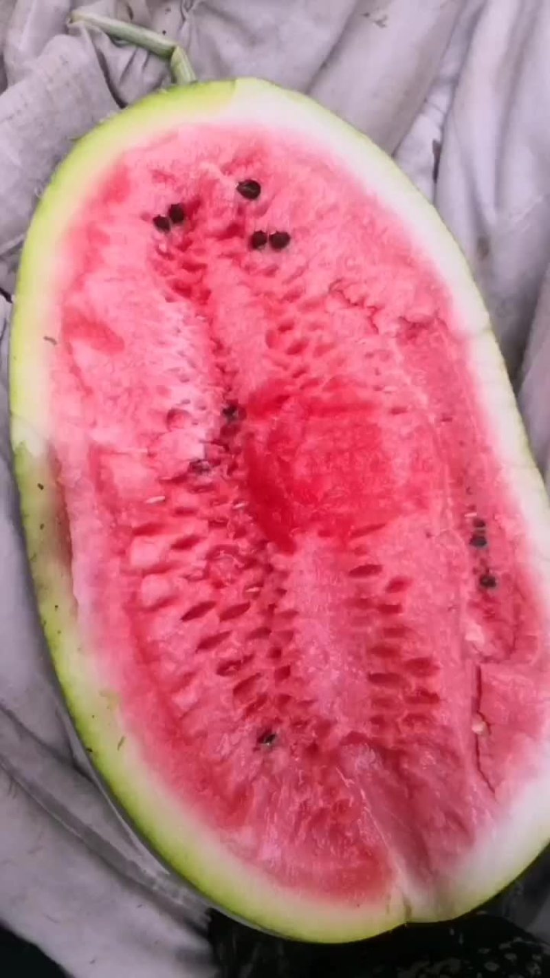 长花瓜大量市中