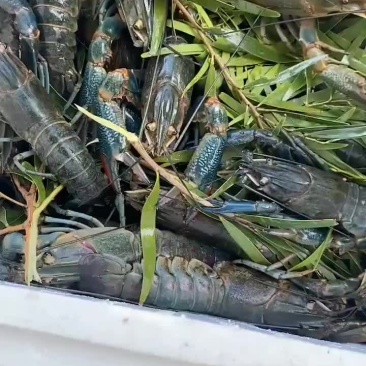 澳洲小龙虾。美味齐分享