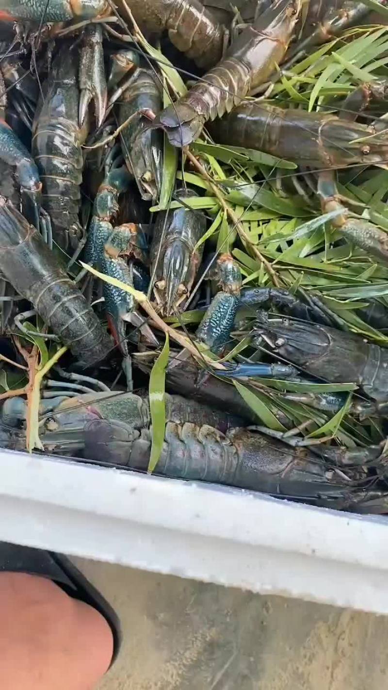 澳洲小龙虾。美味齐分享