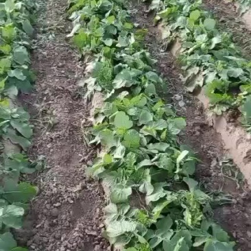 本人有2000亩青萝卜，欢迎各大老板前来订购。