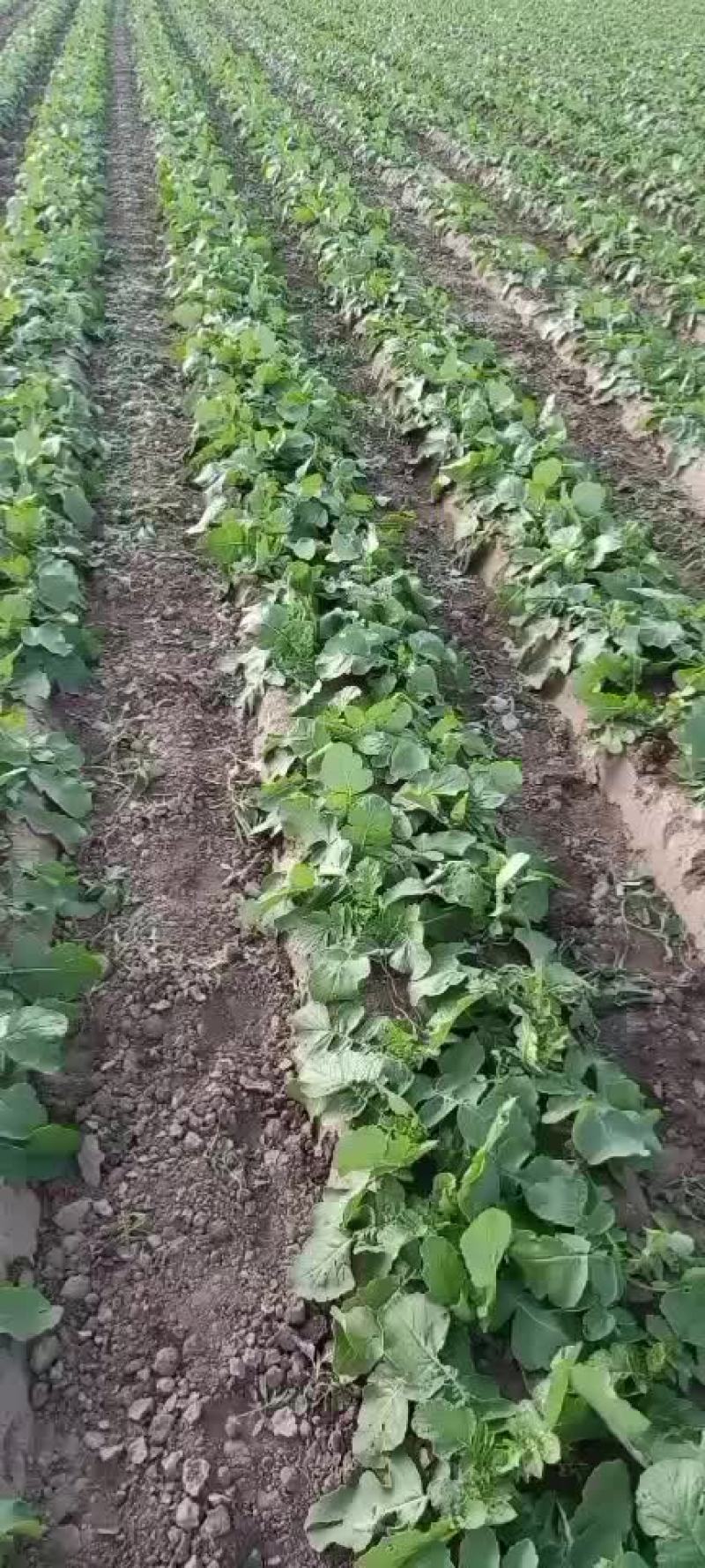 本人有2000亩青萝卜，欢迎各大老板前来订购。