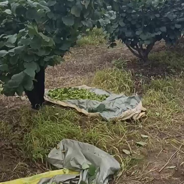 青皮大榛子