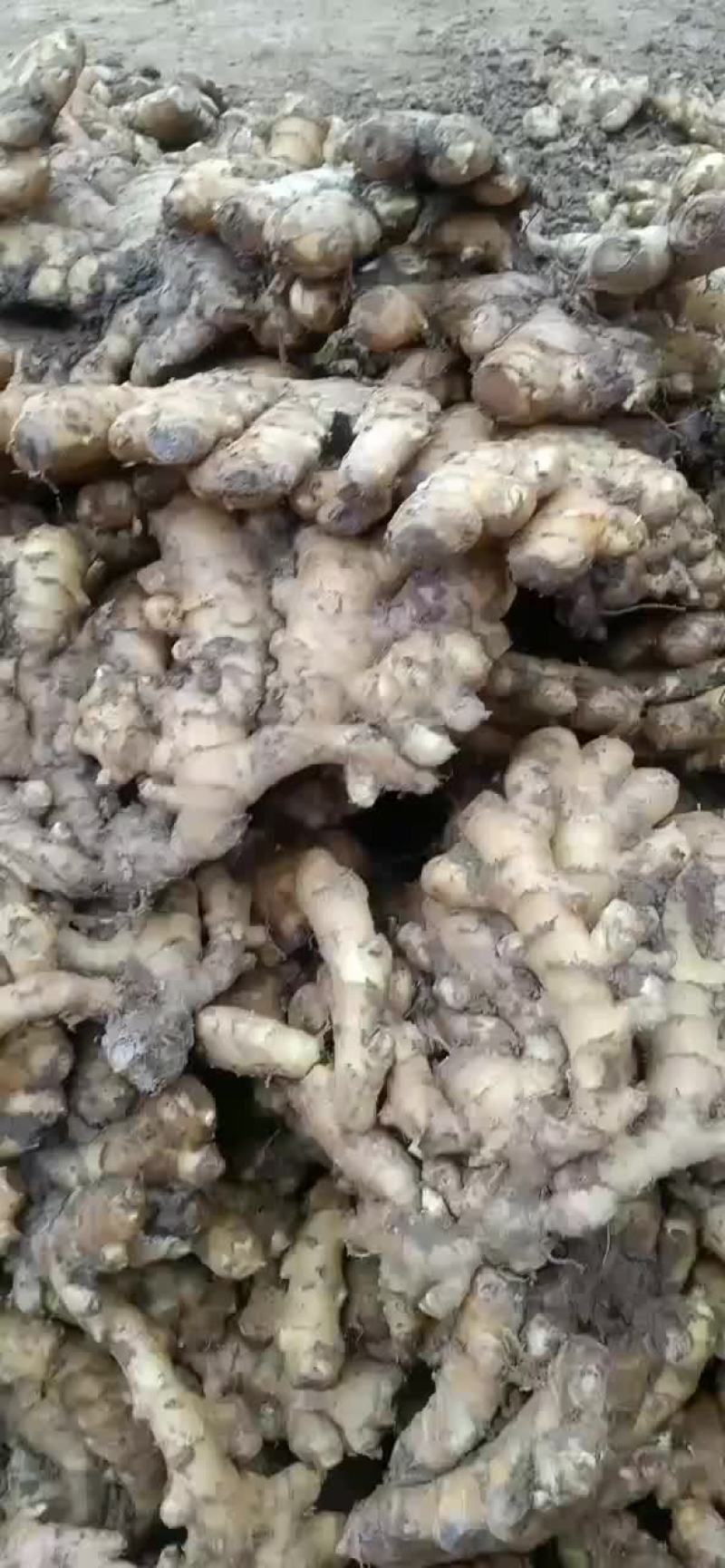 小黄姜世界硒都富硒小黄姜硒11111111