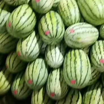 甘肃金城