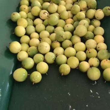 黄金百香果