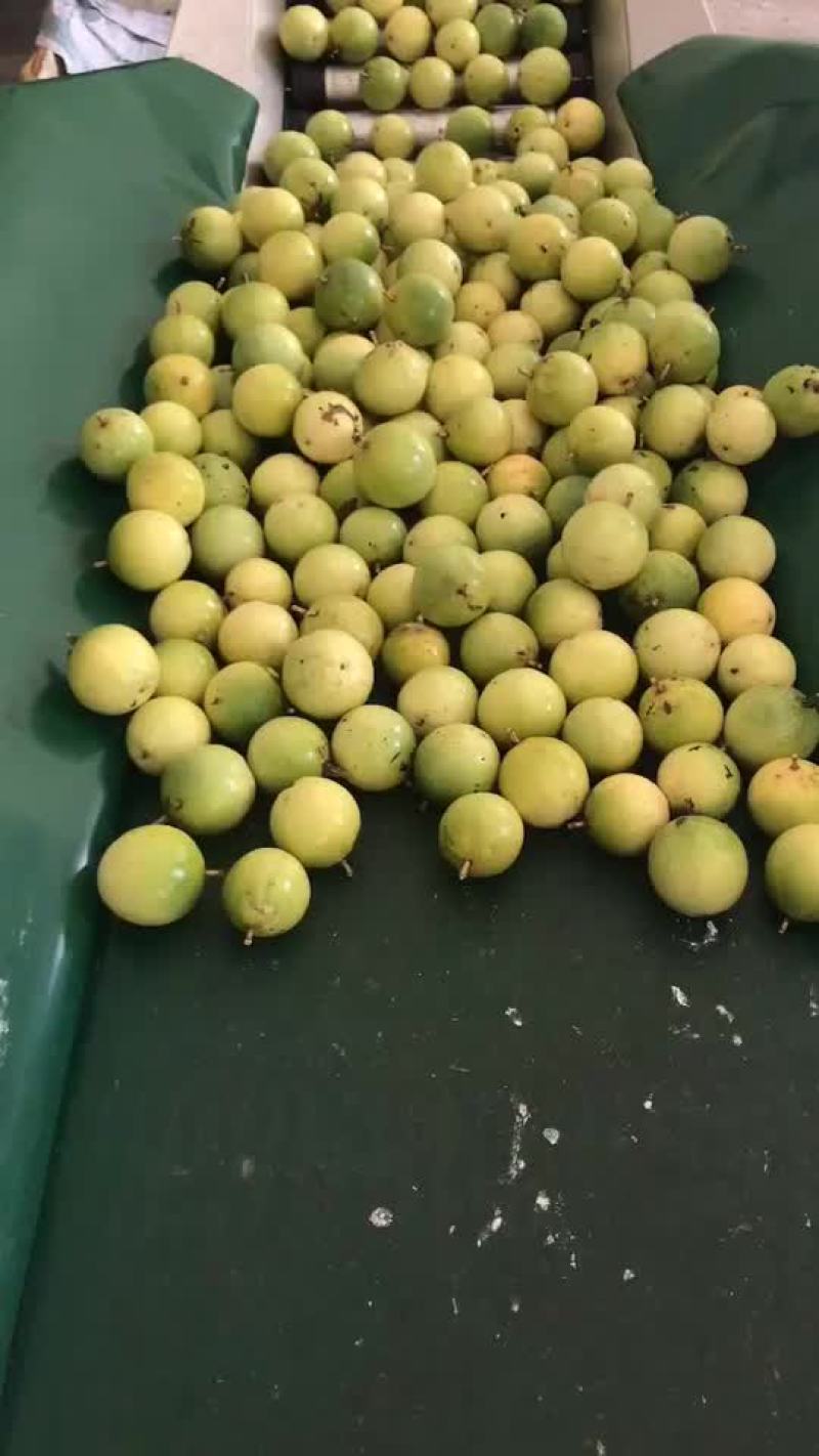 黄金百香果