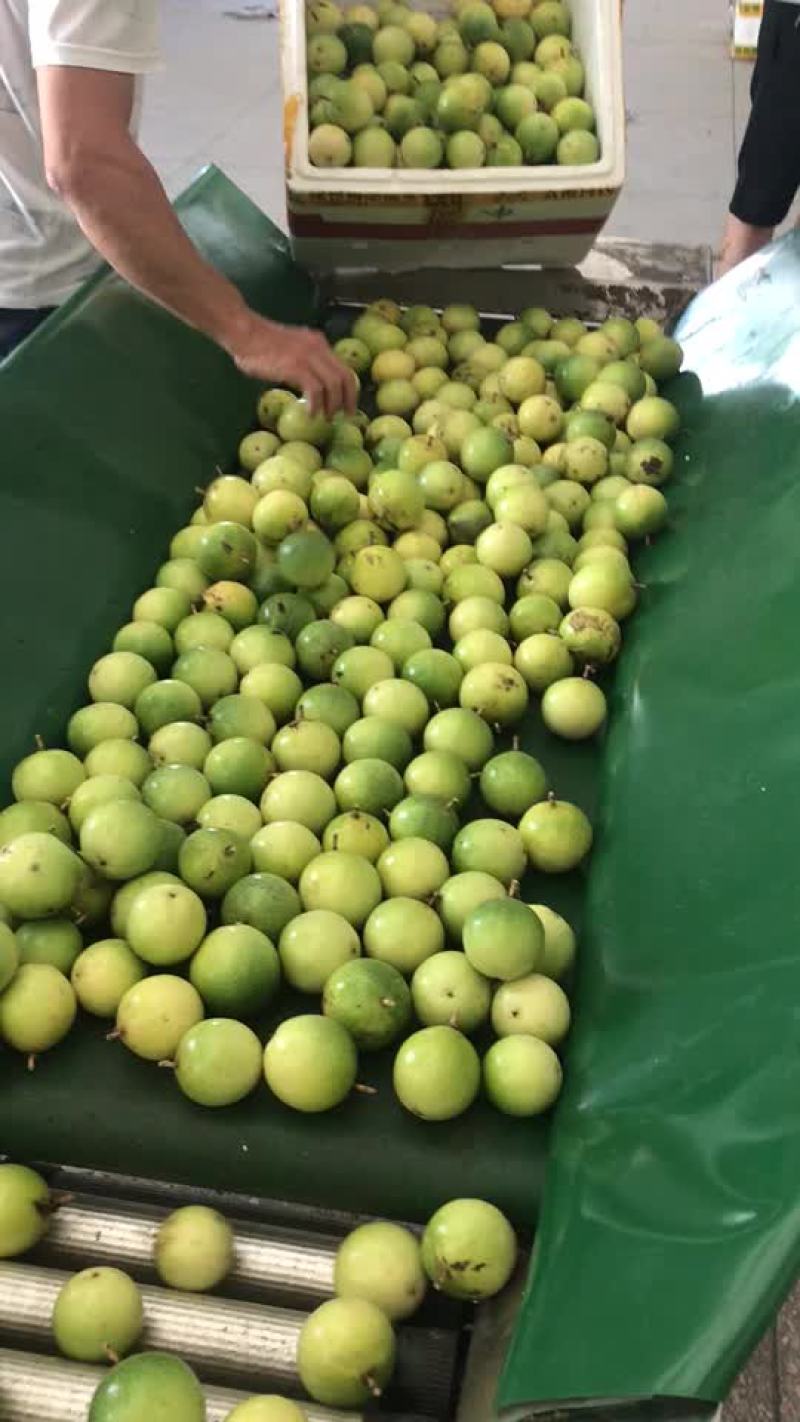 黄金百香果
