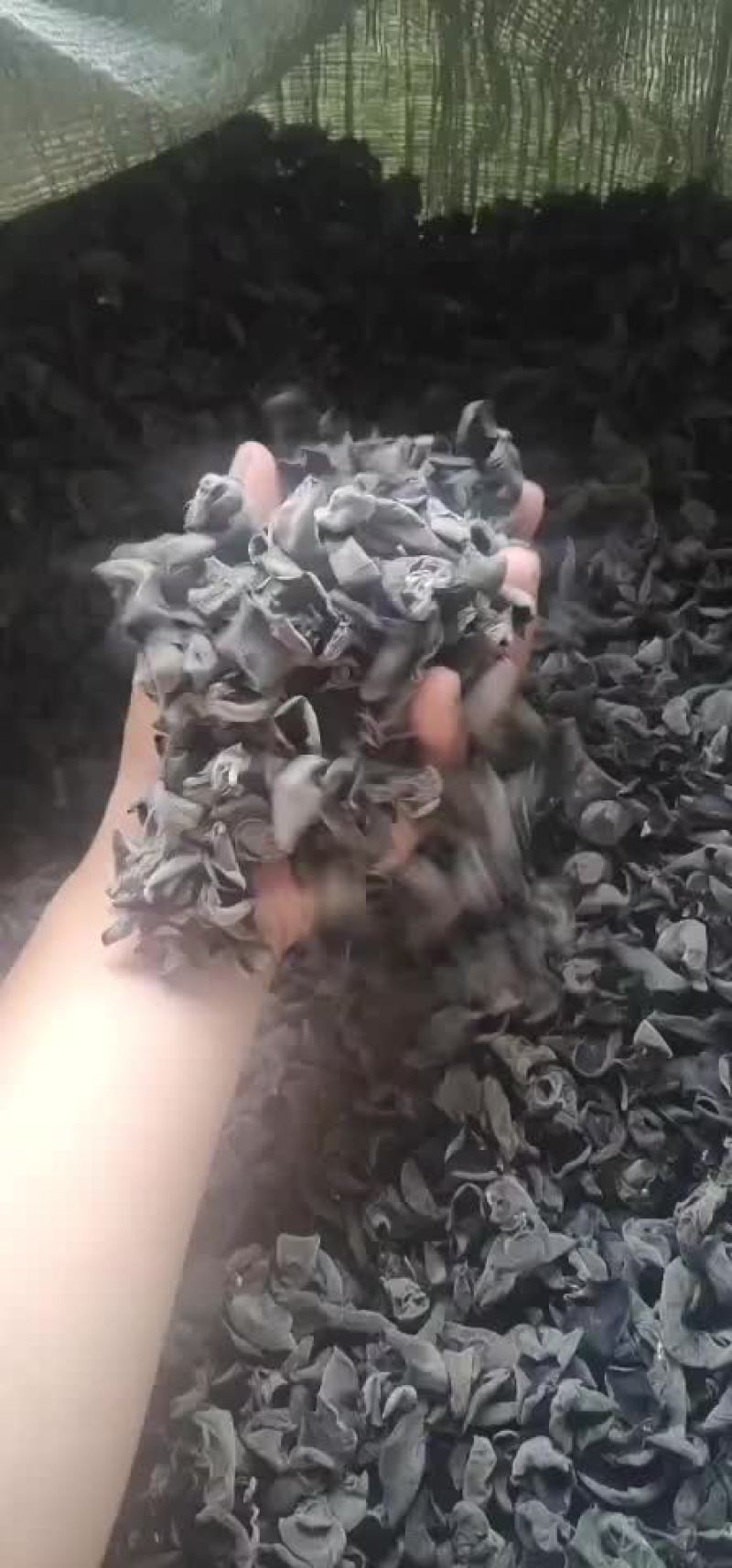 黑木耳