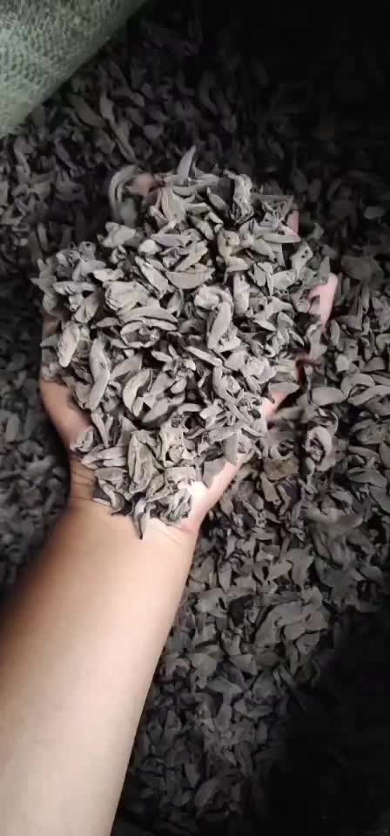 黑木耳