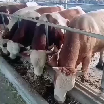 西门塔尔牛犊