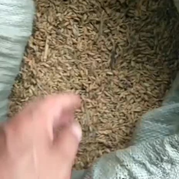 稻谷