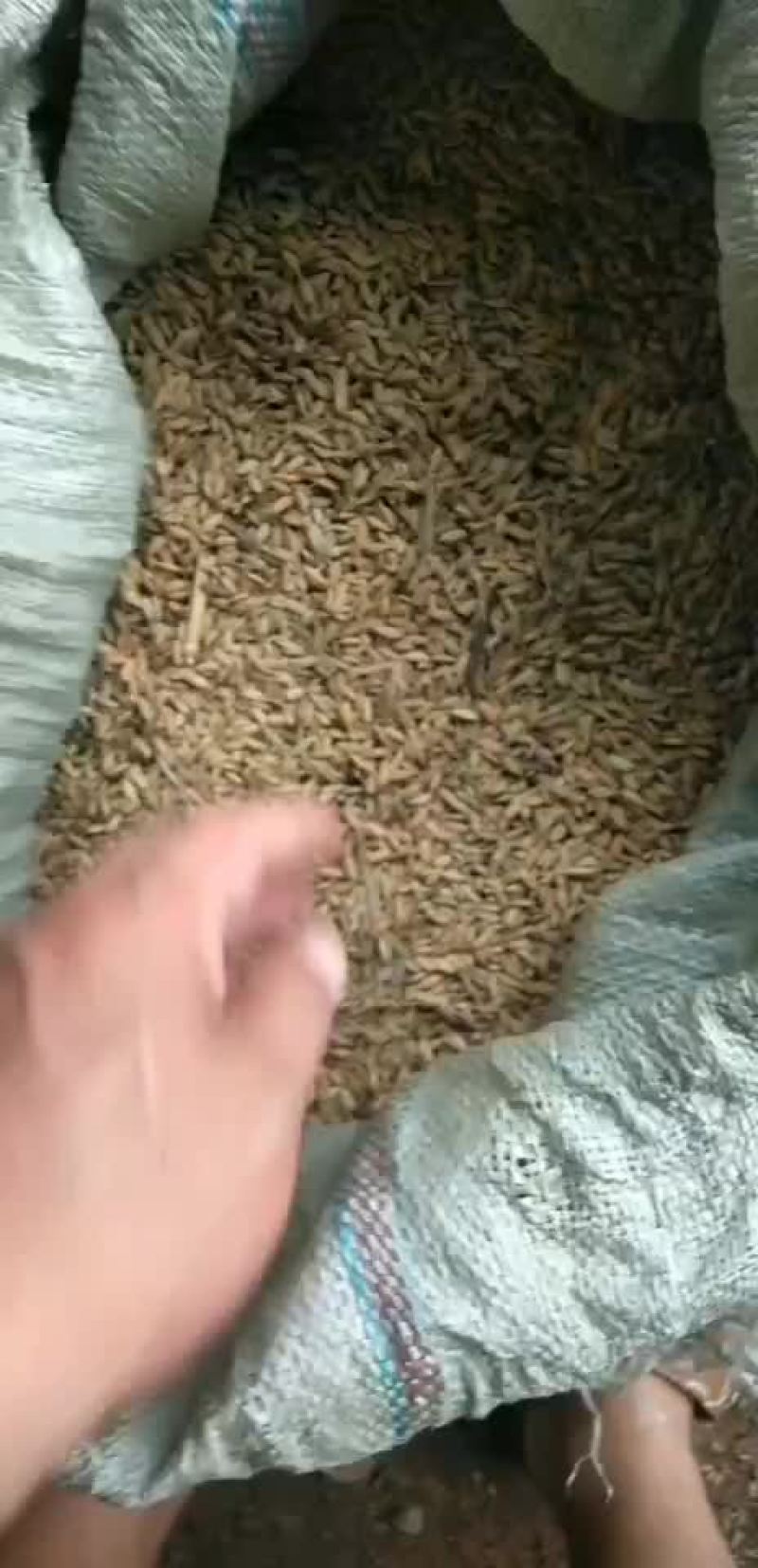 稻谷