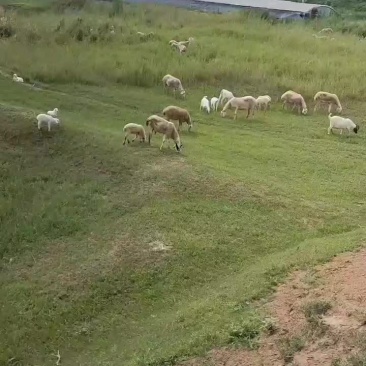 小尾寒羊小羊羔白山羊