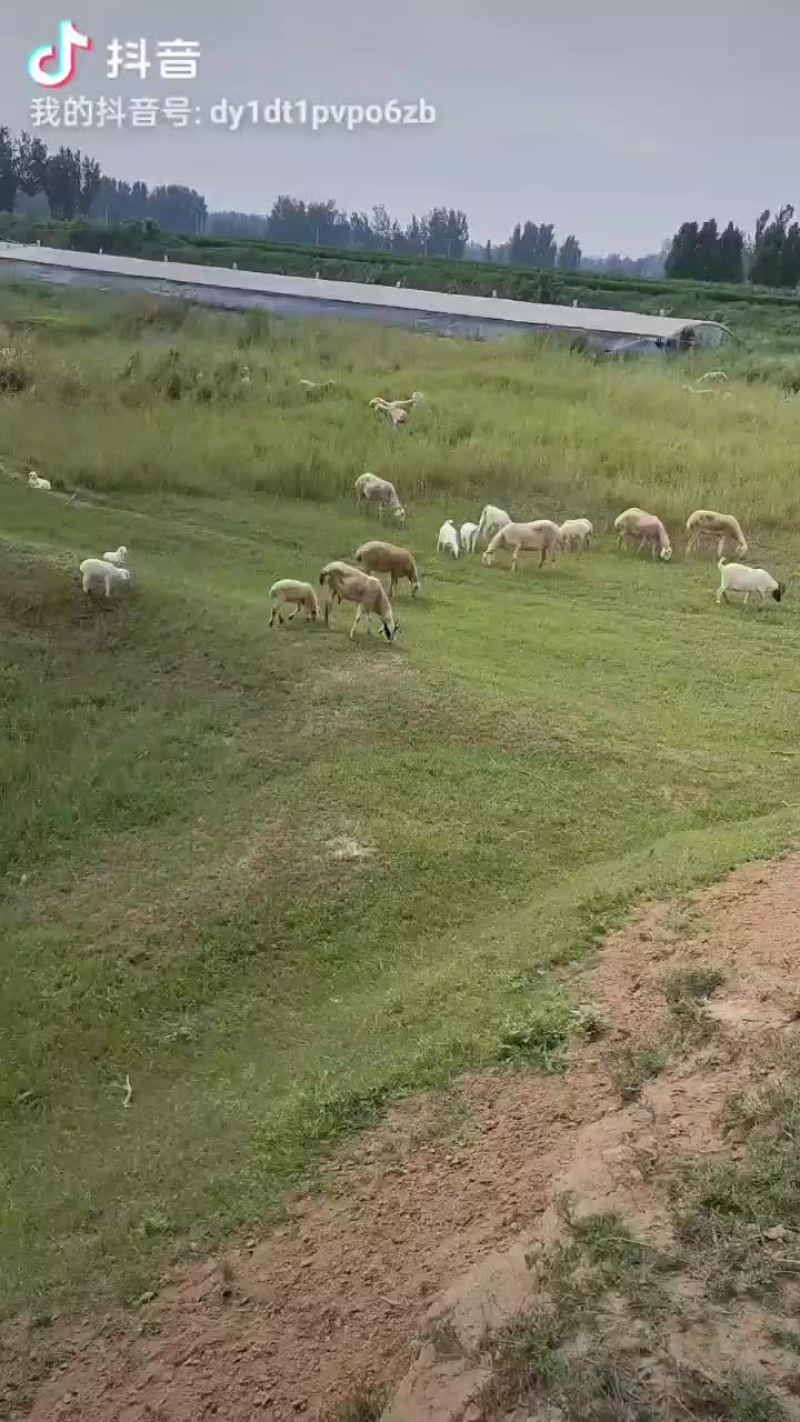 小尾寒羊小羊羔白山羊