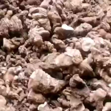野生重楼，需要的请联系