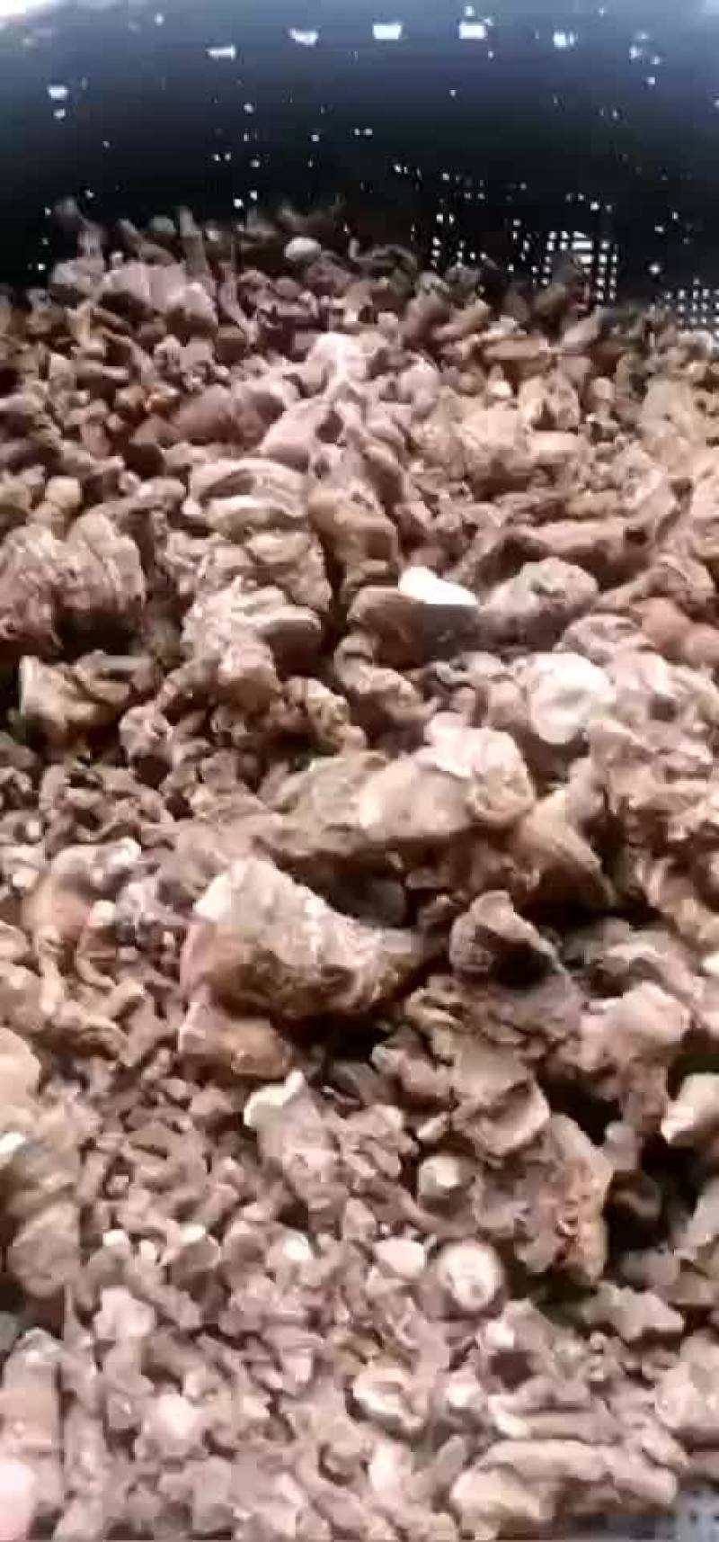野生重楼，需要的请联系