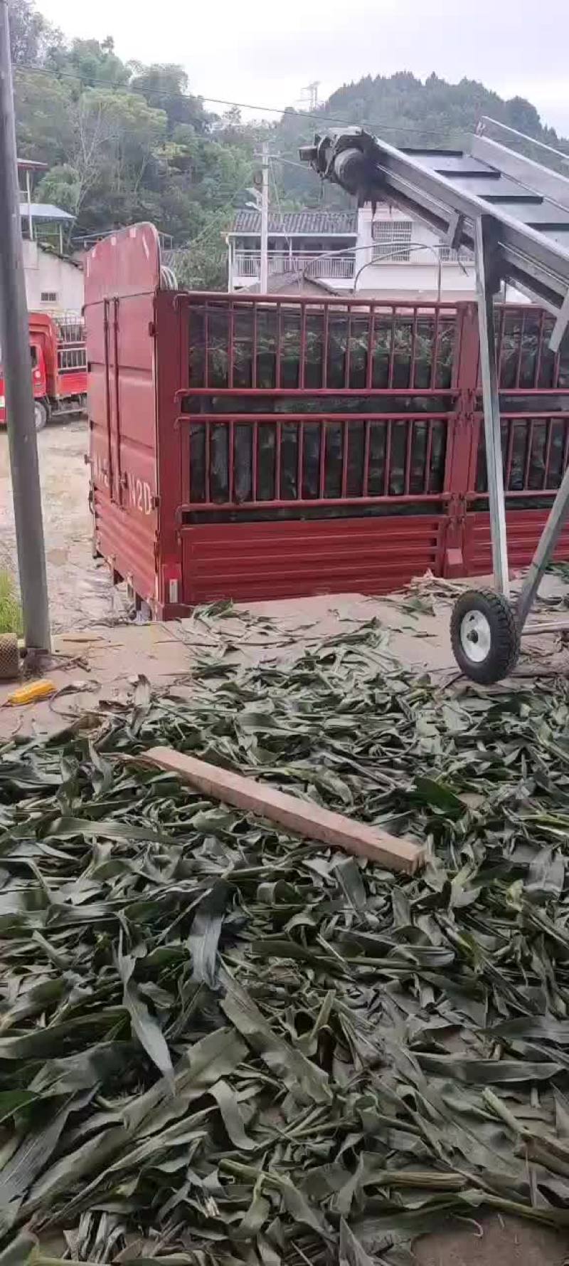 天贵糯932，花包谷