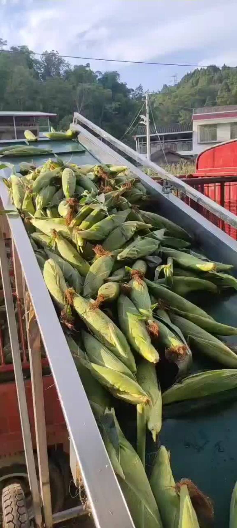 天贵糯932，花包谷