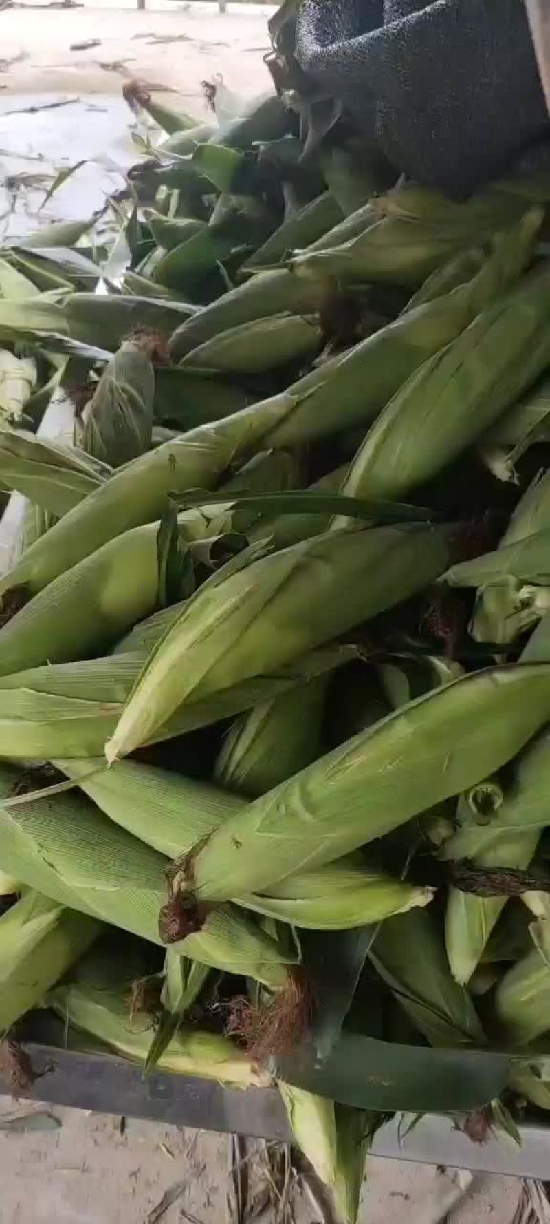 天贵糯932，花包谷