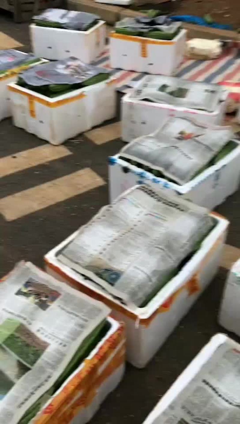 秋季苦瓜大量上市中，价钱合理，公开，公平公正