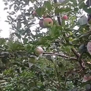 苹果