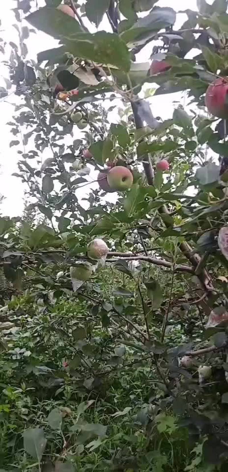 苹果