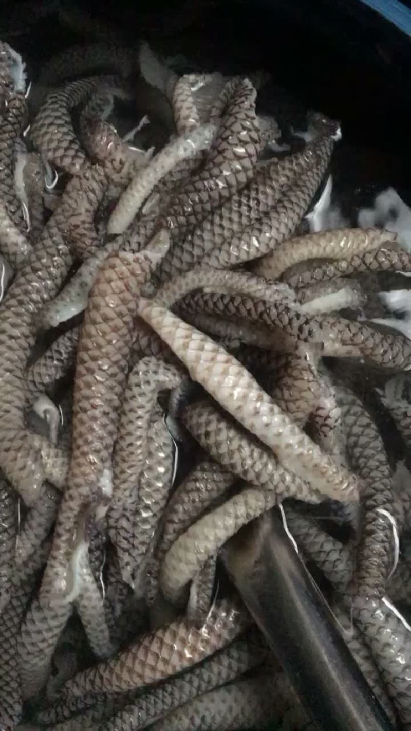 电话联系！原味熟鱼皮泡椒鱼皮原料，供应加工厂，农贸市厂