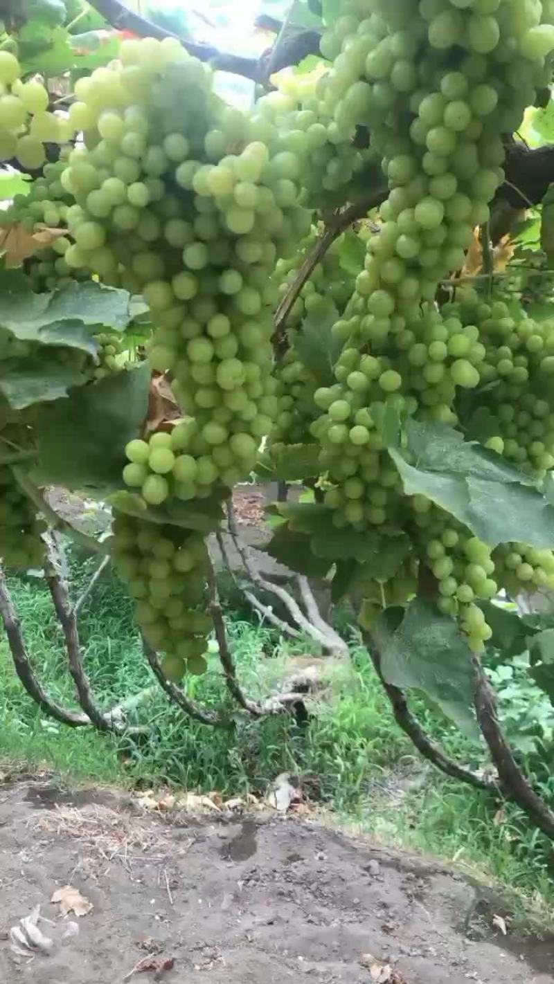 新疆吐鲁番葡萄就是甜1000亩基地