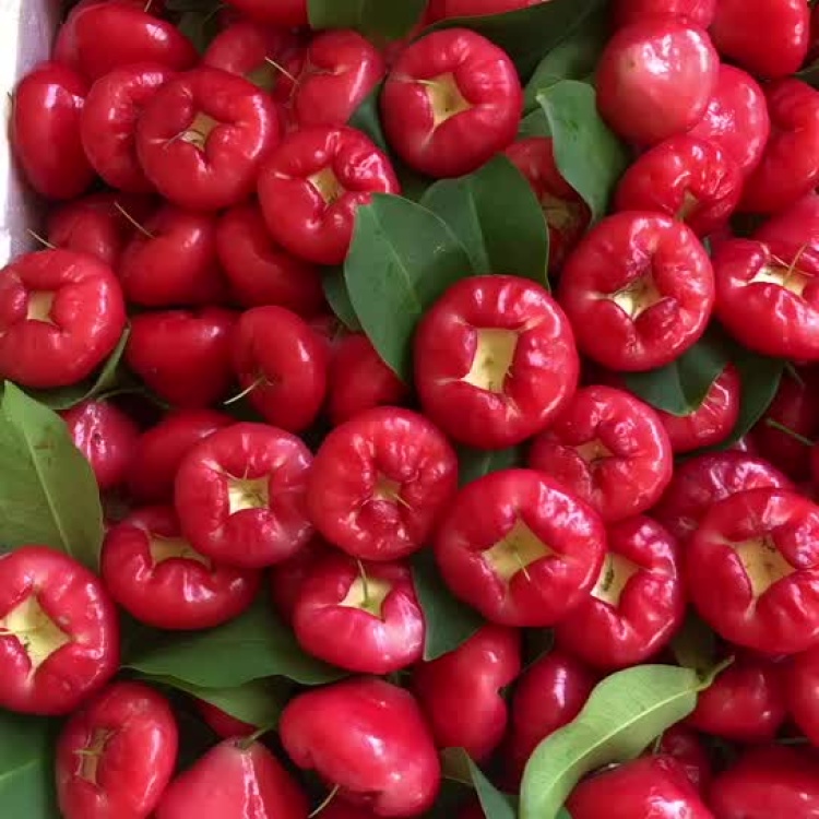 潮汕本地新鲜莲雾现摘现发