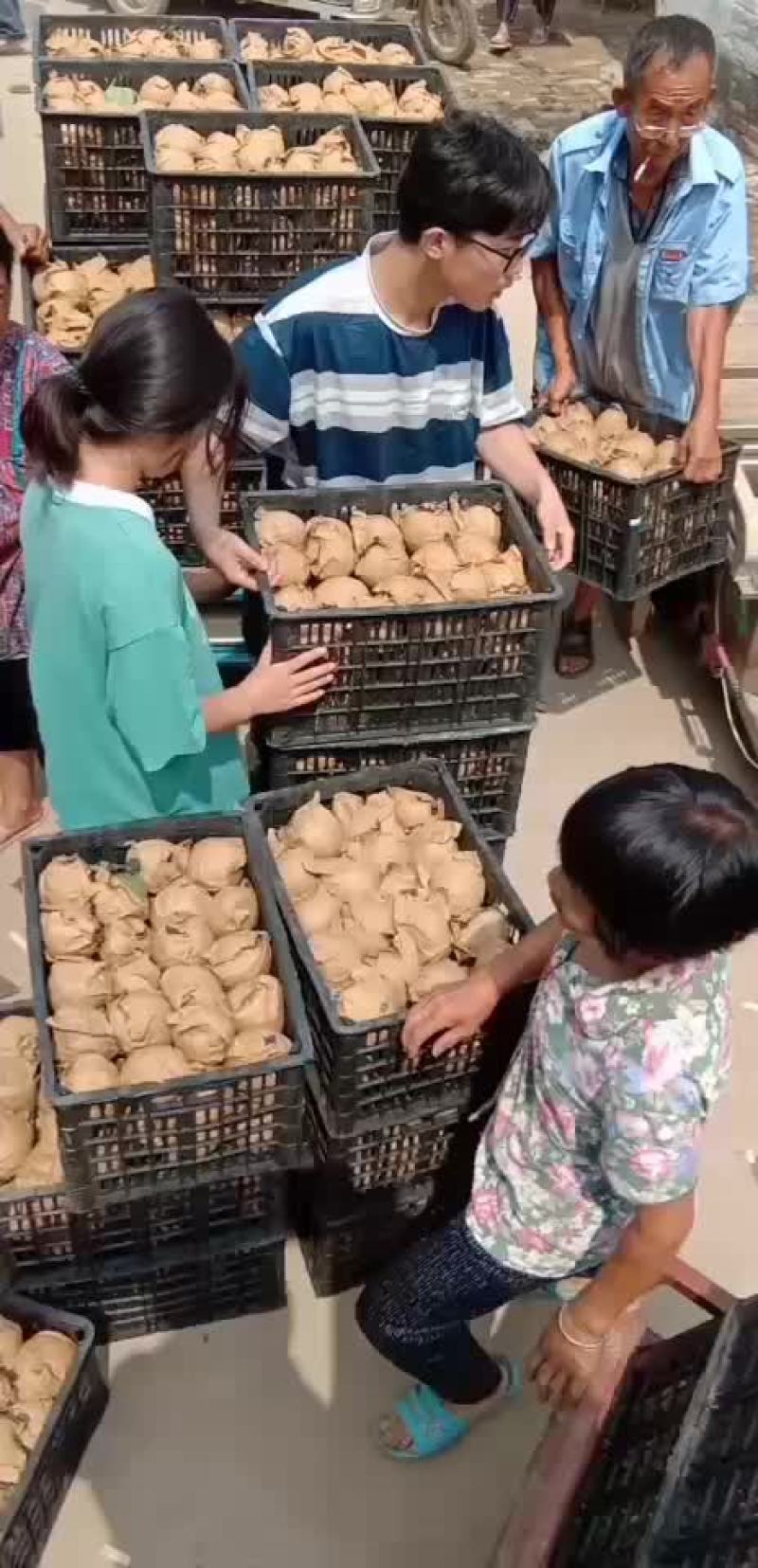 梨