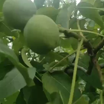 精品山西青皮核桃，大量上市，欢迎客商来选购