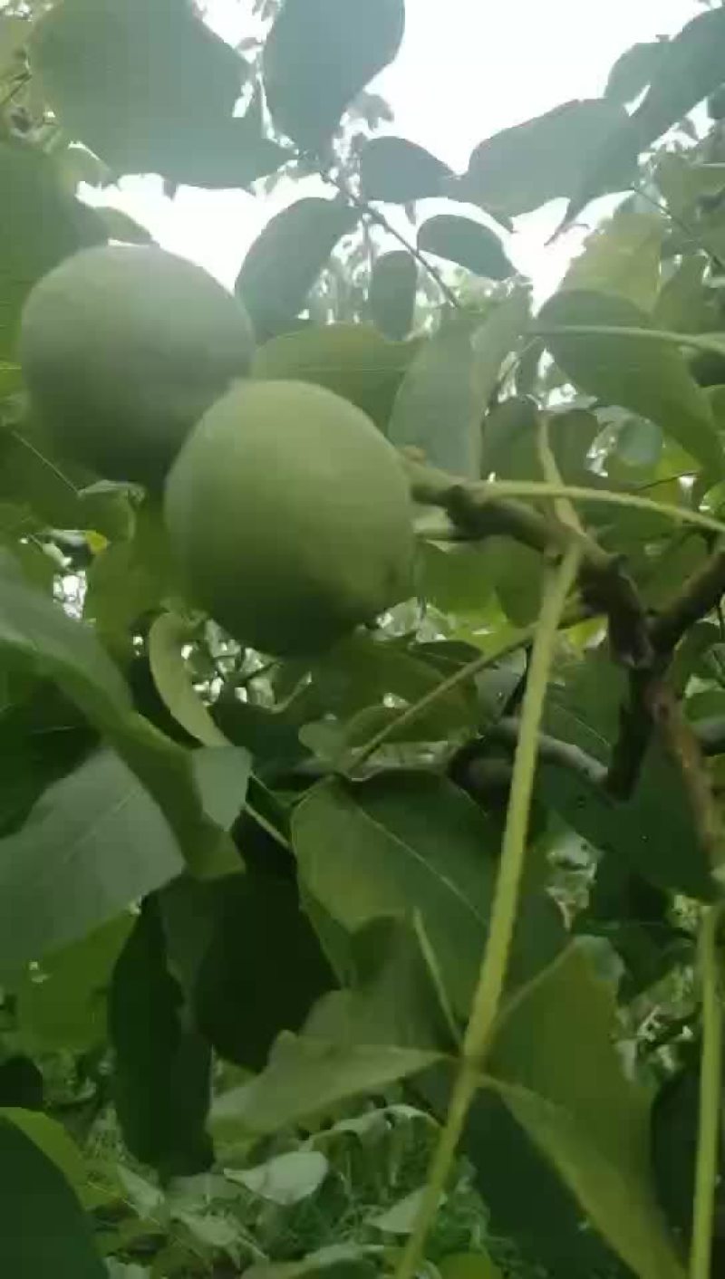 精品山西青皮核桃，大量上市，欢迎客商来选购