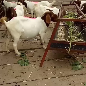 波尔山羊，