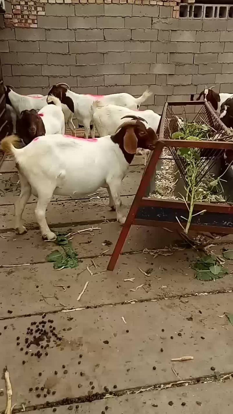 波尔山羊，