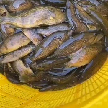 木叶鳜，白头鳜，鳜鱼