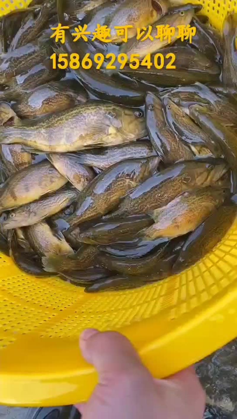 木叶鳜，白头鳜，鳜鱼