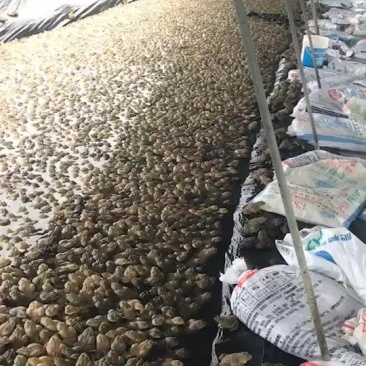 泰蛙