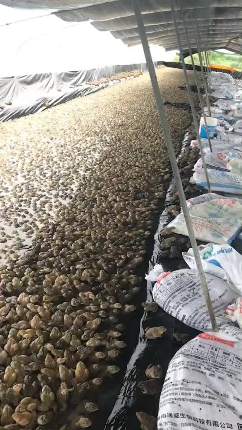 泰蛙