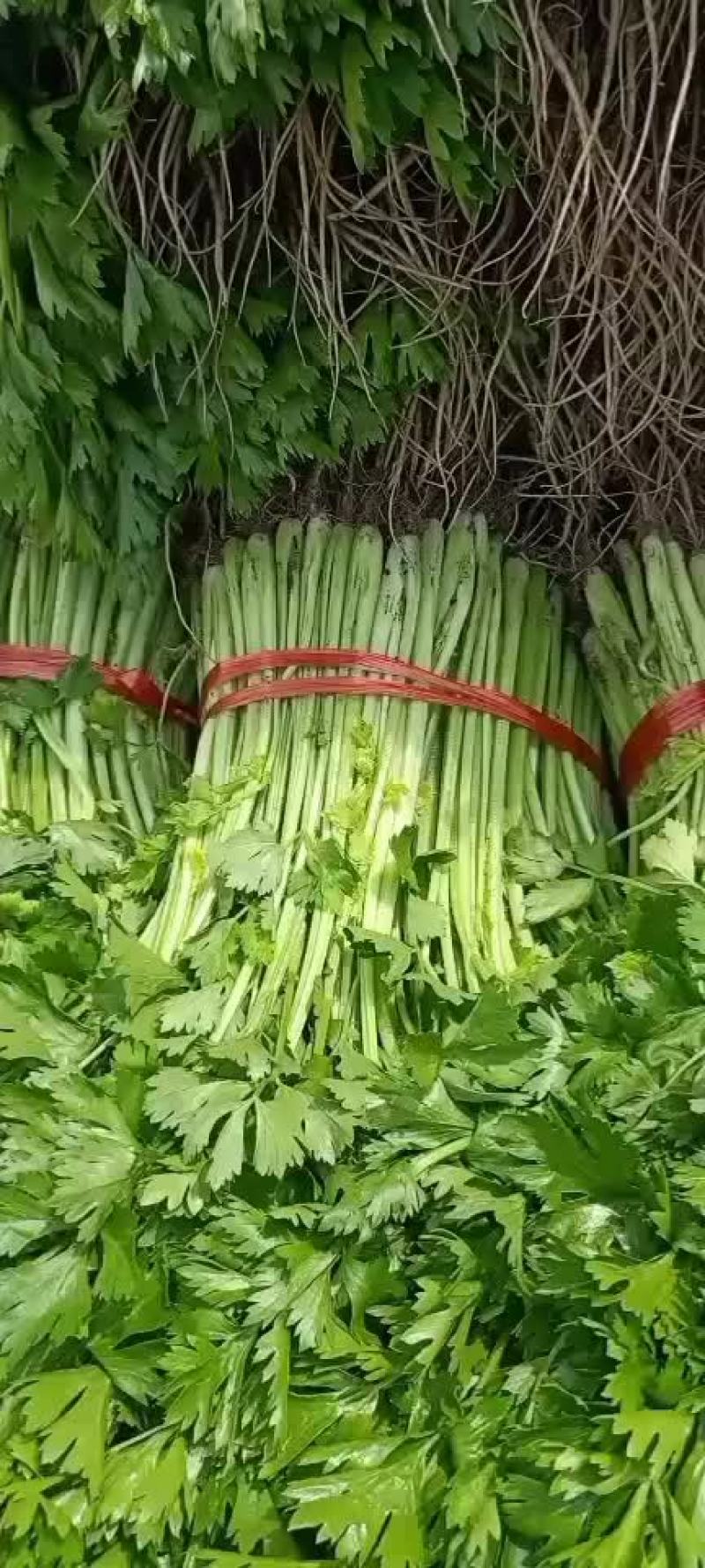 五指菜