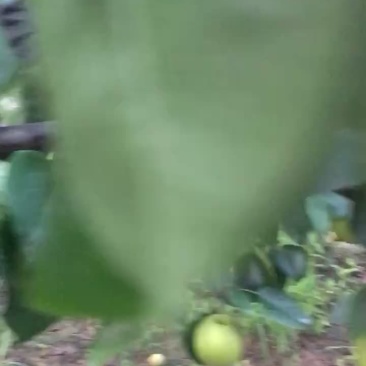 皇冠梨