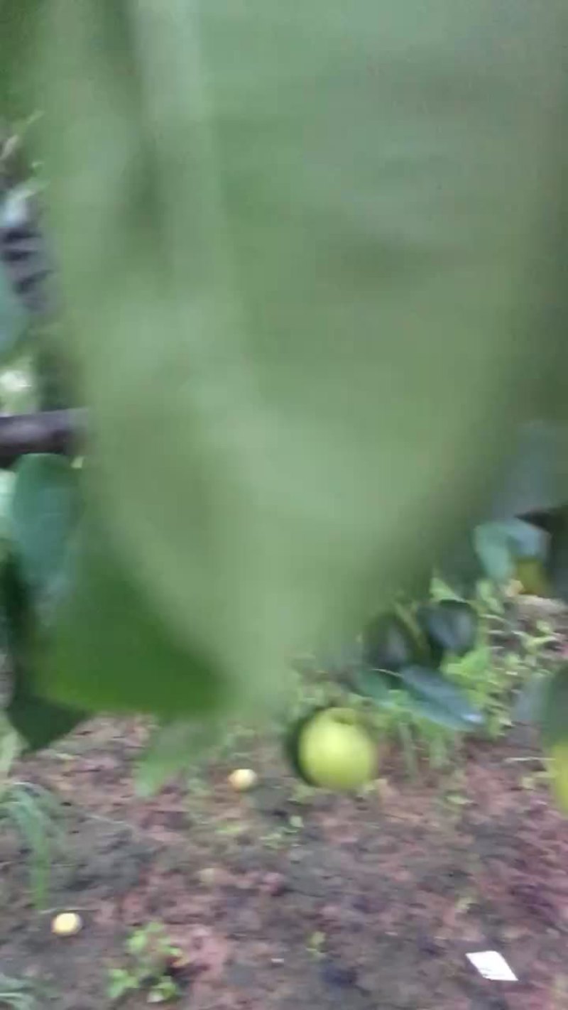 皇冠梨