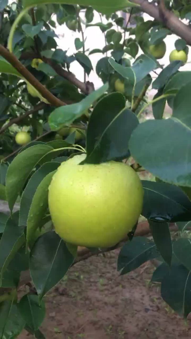 皇冠梨