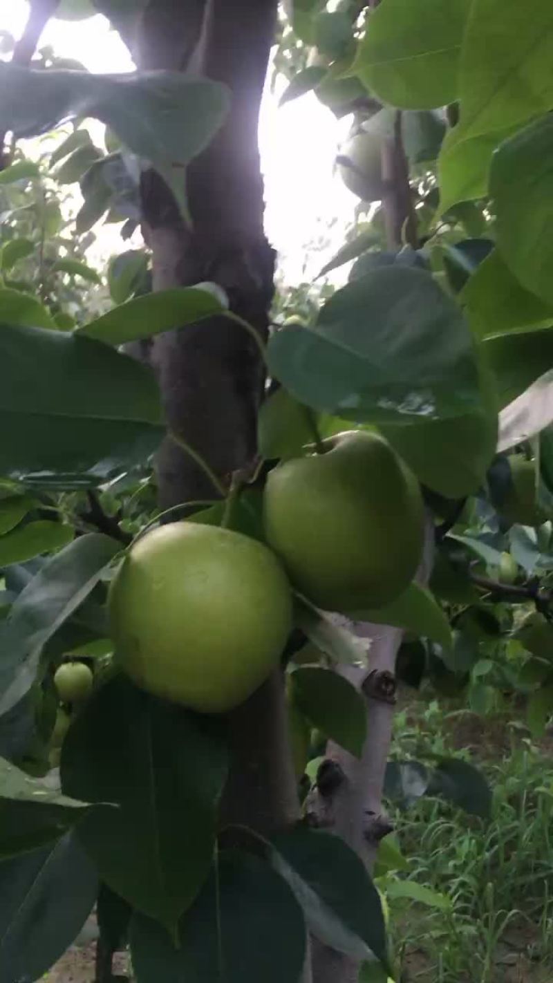 皇冠梨