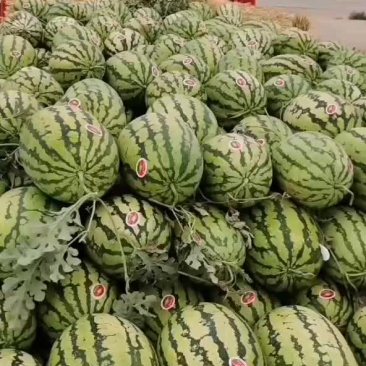 石头缝的西瓜