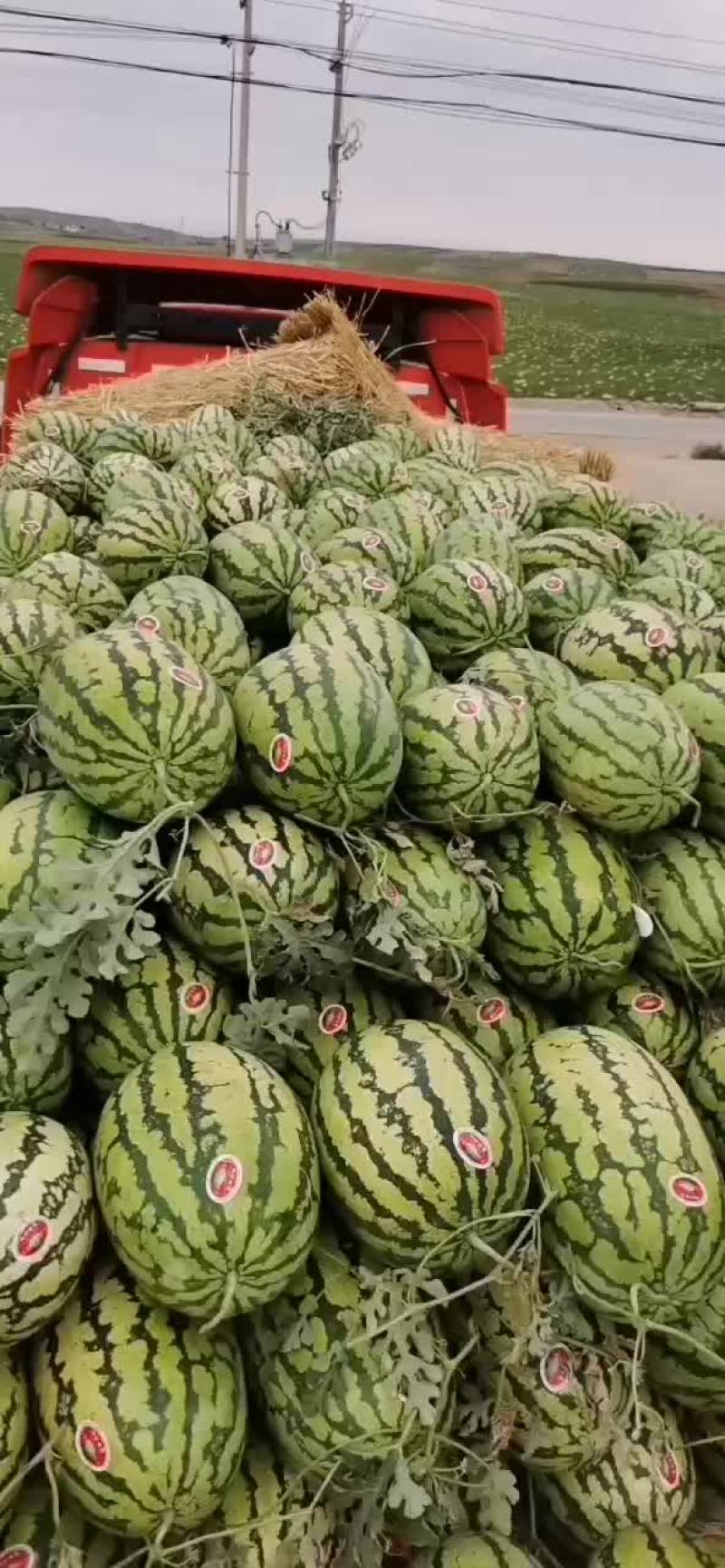 石头缝的西瓜