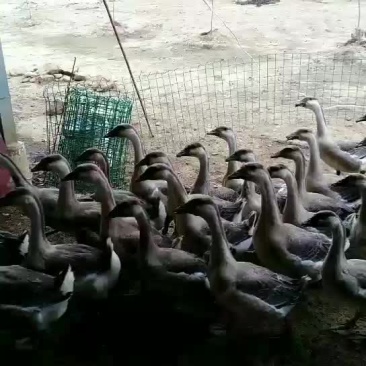 大雁鹅