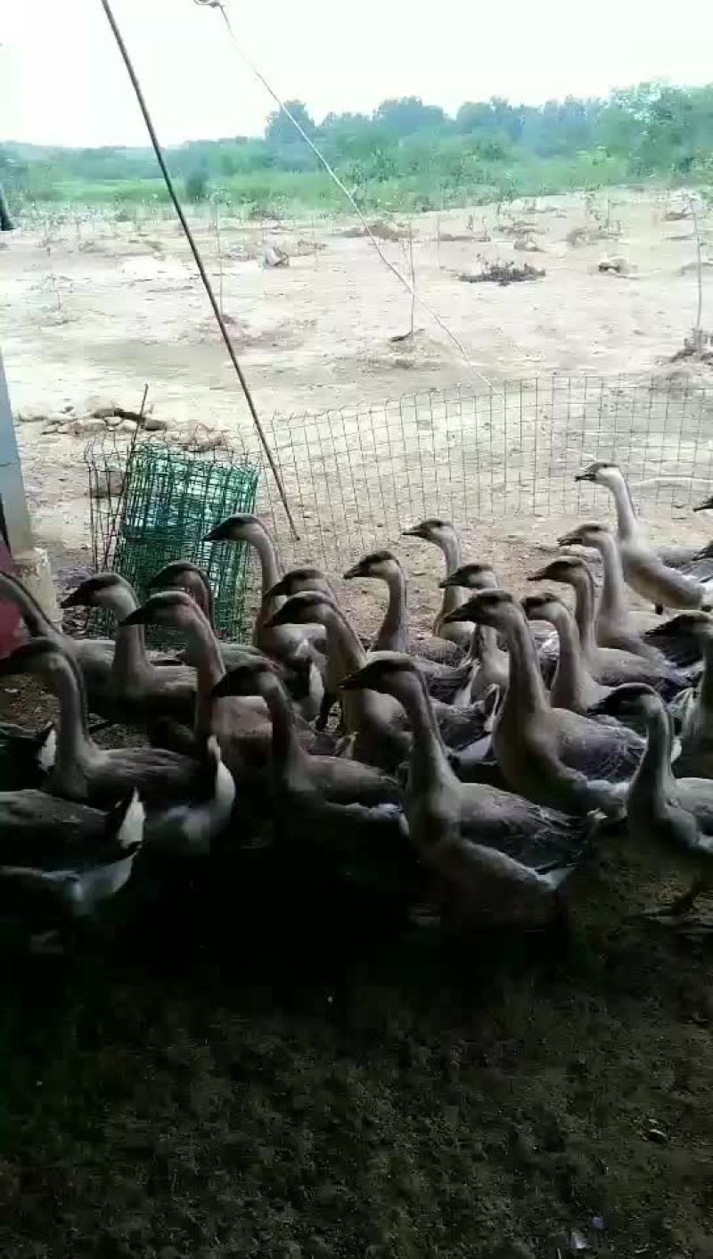 大雁鹅