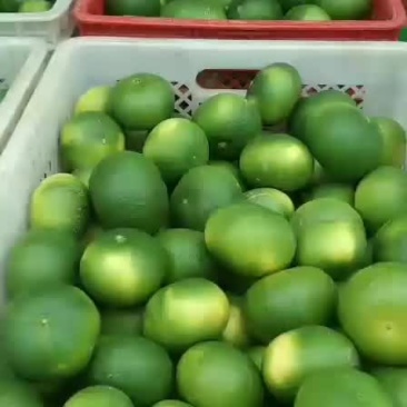 云南早熟蜜橘