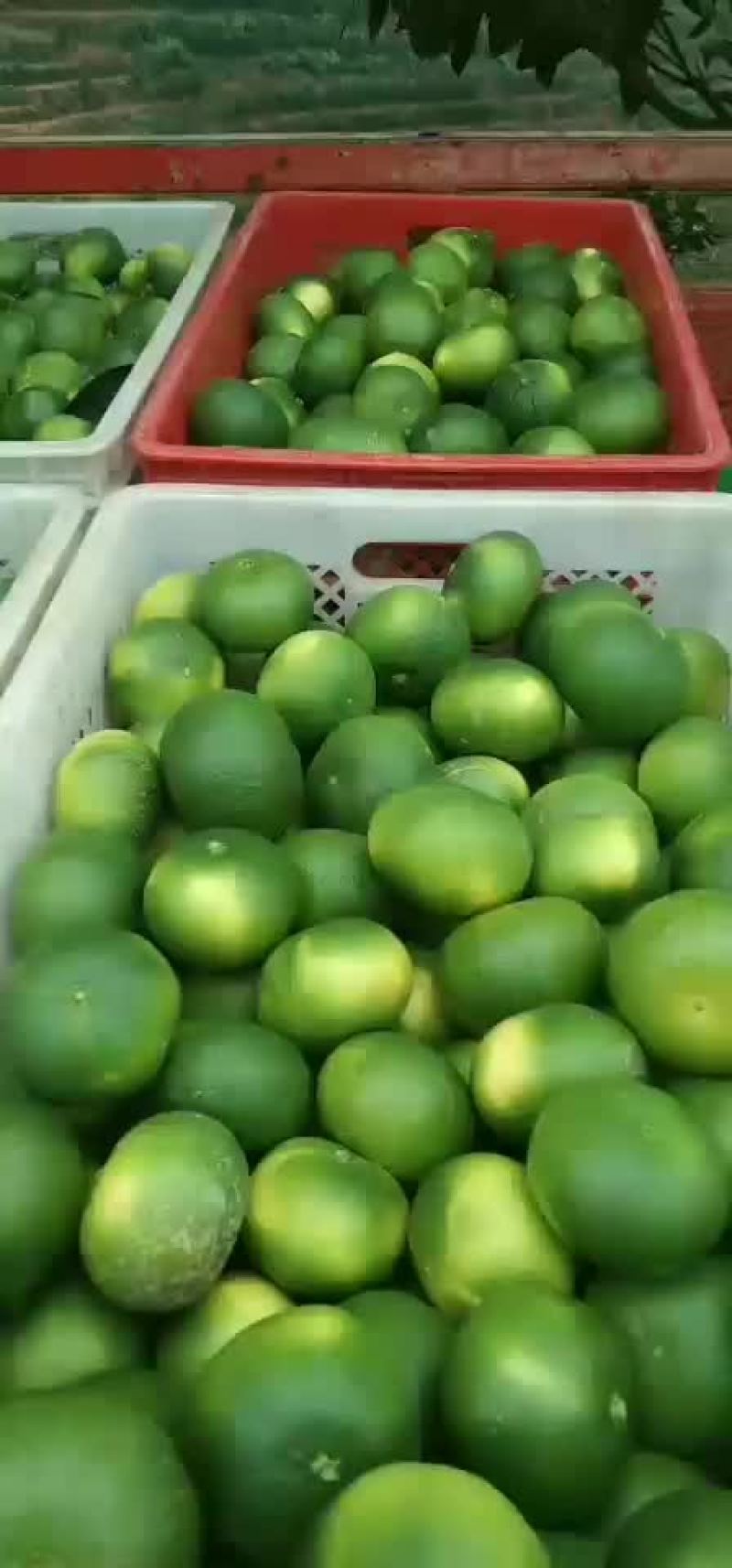 云南早熟蜜橘