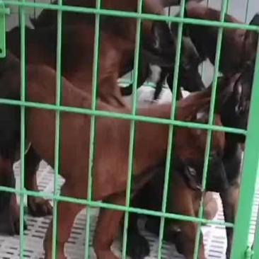 马犬精品爆红自养自销疫苗齐全全国包邮